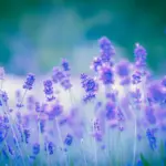 食事で変わる毎日｜健やかな心と体へ導く食生活のヒント